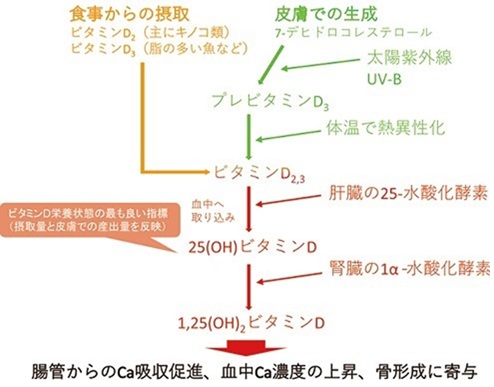 太陽先生の豆知識「冬の日照時間減少による体への影響」